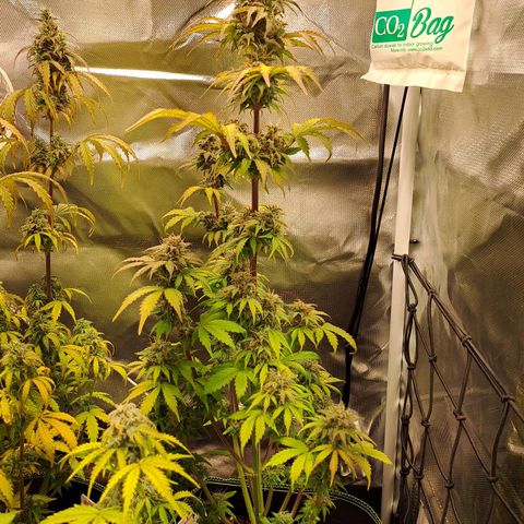 Caramellow Kush growlog timeline photo