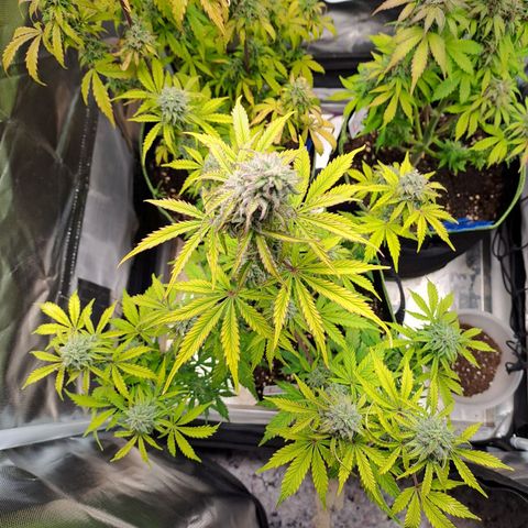 Banana Kush Cake  growlog timeline photo