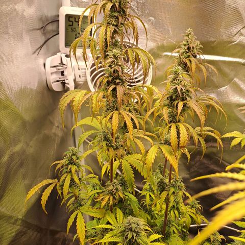 Sweet Tangerine Tango growlog timeline photo