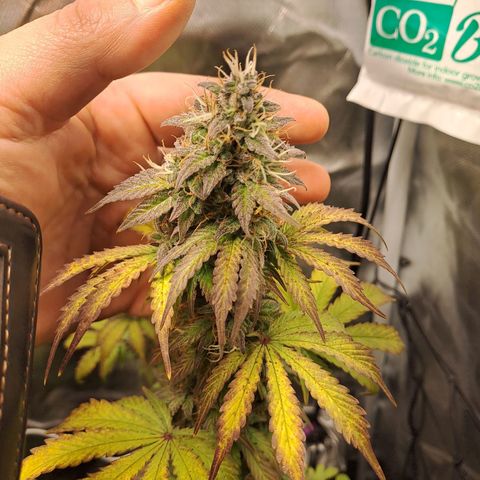 Caramellow Kush growlog timeline photo