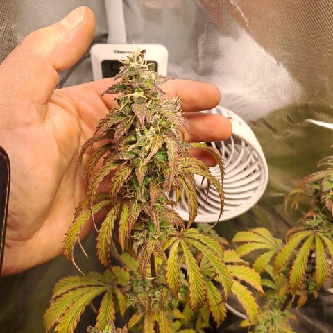 Sweet Tangerine Tango growlog timeline photo