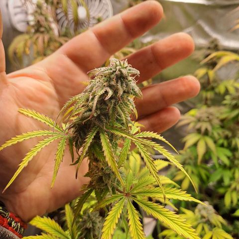 Banana Kush Cake  growlog timeline photo