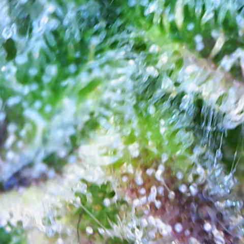 Banana Kush Cake  growlog timeline photo
