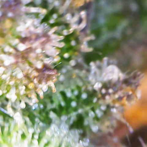 Banana Kush Cake  growlog timeline photo