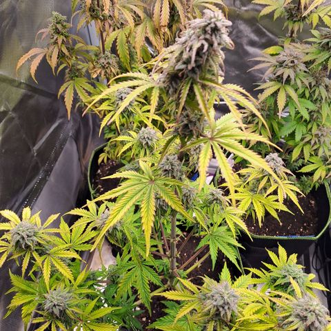 Banana Kush Cake  growlog timeline photo