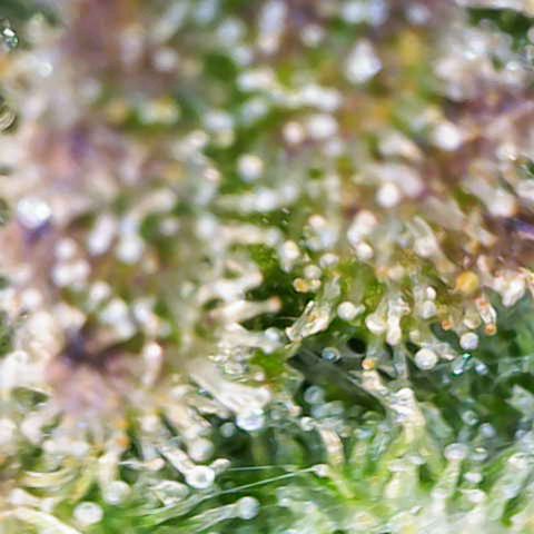 Banana Kush Cake  growlog timeline photo