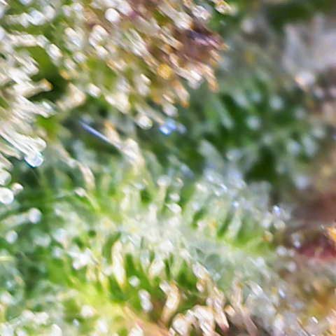Banana Kush Cake  growlog timeline photo