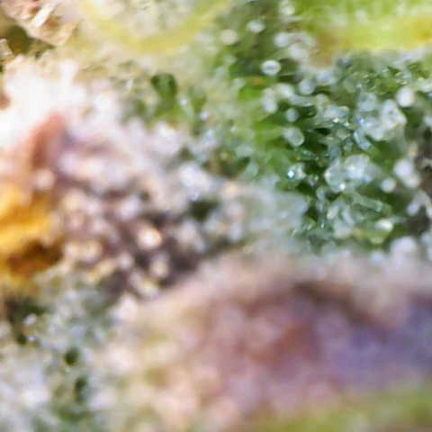 Caramellow Kush growlog timeline photo