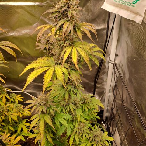 Caramellow Kush growlog timeline photo