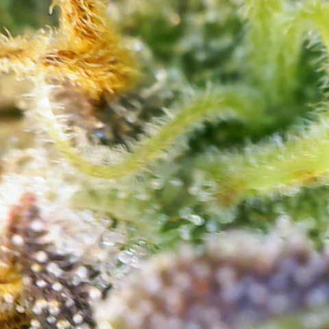 Caramellow Kush growlog timeline photo