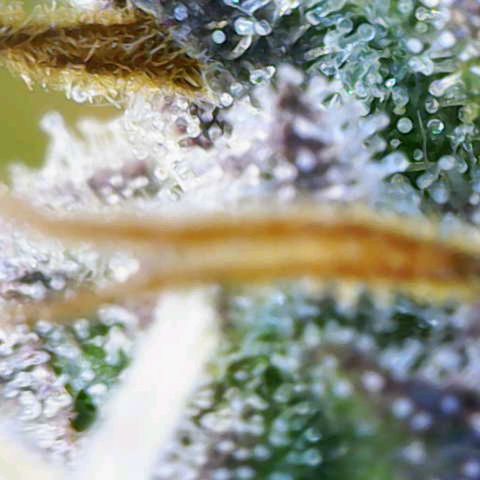 Caramellow Kush growlog timeline photo