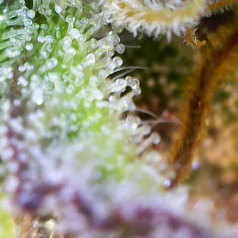 Sweet Tangerine Tango growlog timeline photo