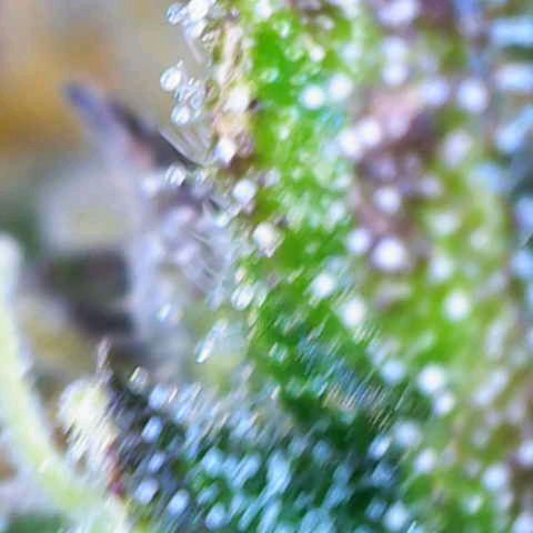 Sweet Tangerine Tango growlog timeline photo