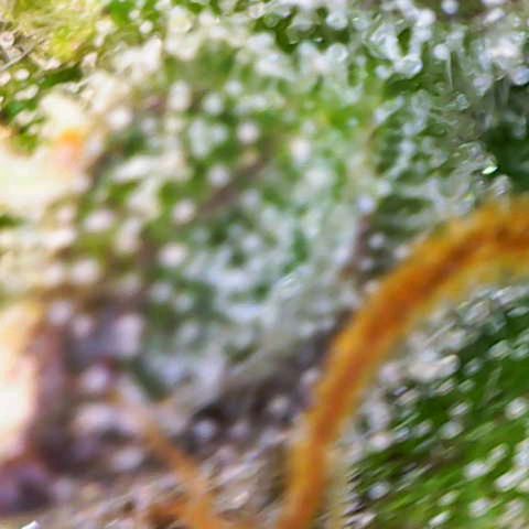 Sweet Tangerine Tango growlog timeline photo