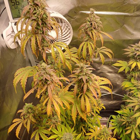 Sweet Tangerine Tango growlog timeline photo
