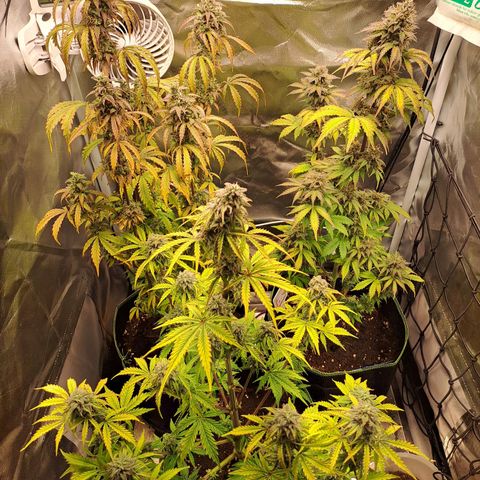 Caramellow Kush growlog timeline photo