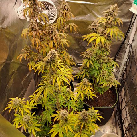 Caramellow Kush growlog timeline photo