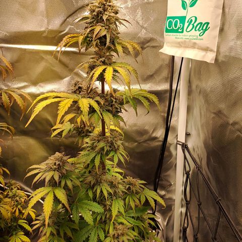 Caramellow Kush growlog timeline photo