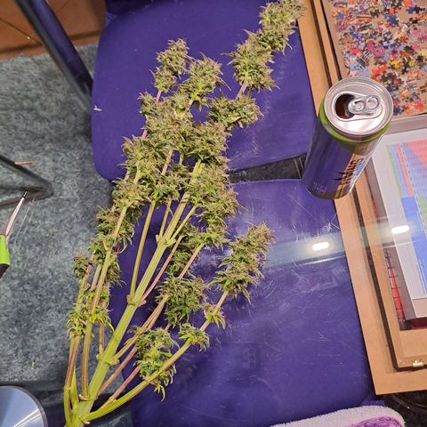 Caramellow Kush growlog timeline photo