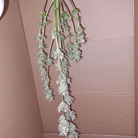 Caramellow Kush growlog timeline photo