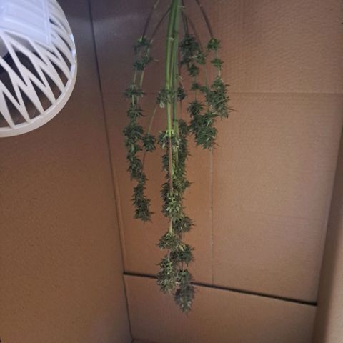 Caramellow Kush growlog timeline photo