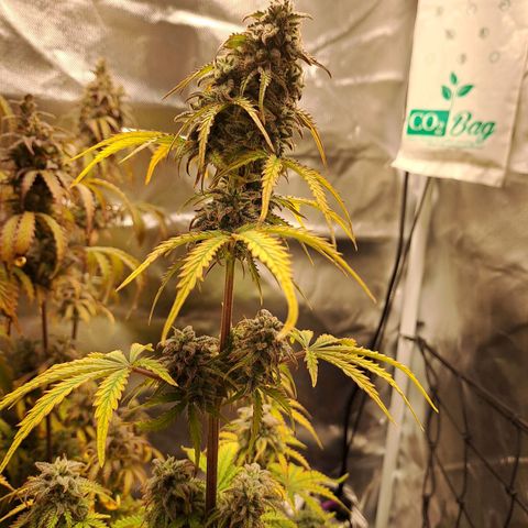 Banana Kush Cake  growlog timeline photo