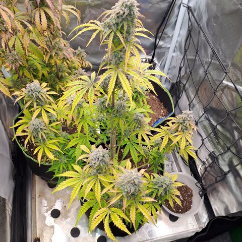 Banana Kush Cake  growlog timeline photo