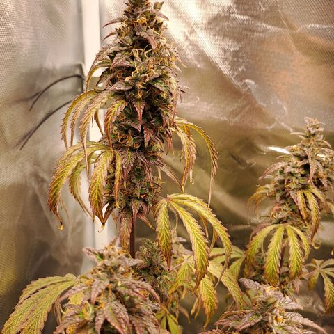 Sweet Tangerine Tango growlog timeline photo