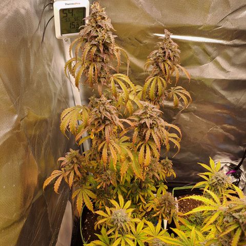 Sweet Tangerine Tango growlog timeline photo