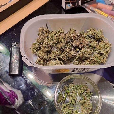 Caramellow Kush growlog photo: 18 gramm Endprodukt 