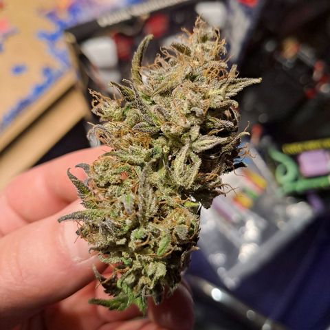Caramellow Kush growlog timeline photo