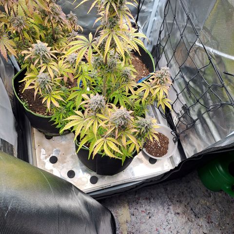 Banana Kush Cake  growlog timeline photo