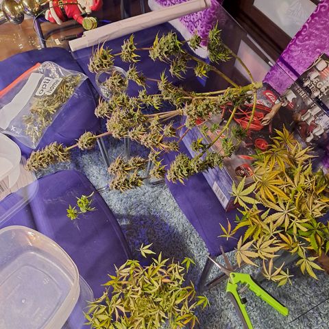 Banana Kush Cake  growlog timeline photo
