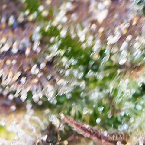 Banana Kush Cake  growlog timeline photo