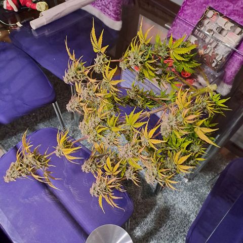 Banana Kush Cake  growlog timeline photo