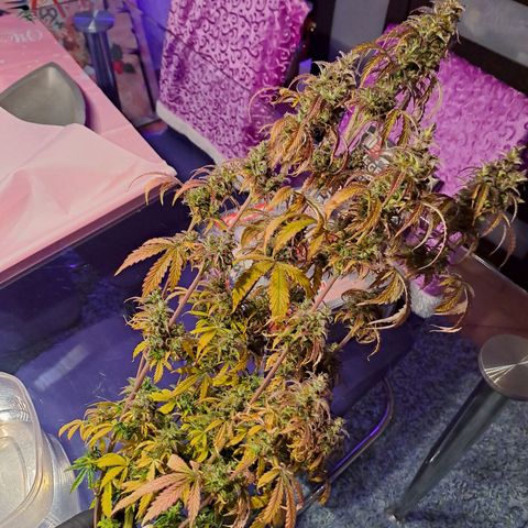 Sweet Tangerine Tango growlog timeline photo