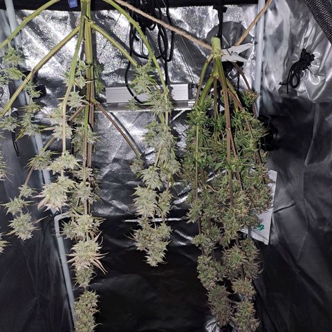 Banana Kush Cake  growlog timeline photo