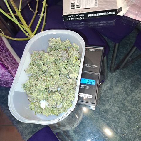 Banana Kush Cake  growlog timeline photo