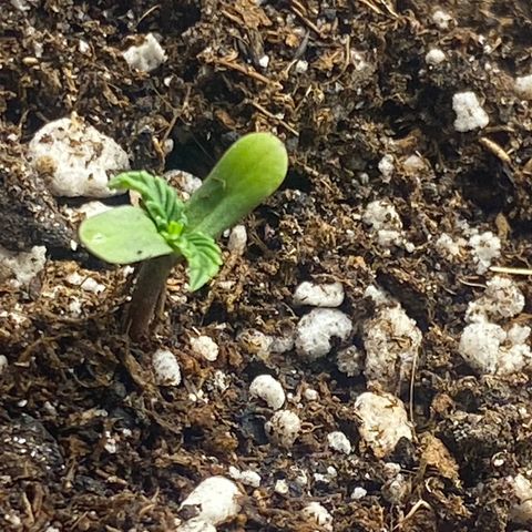 LENON growlog timeline photo