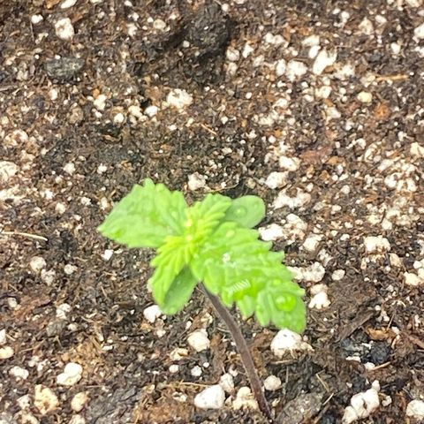 PURPLE growlog timeline photo