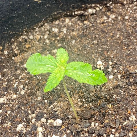 LSD growlog photo: Lsd recebeu segunda rega, mais ou menos 500ml de água, desenvolvendo o 3 par de folhas.