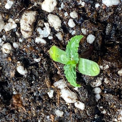 LENON growlog photo: Ate o momento desenvolveu 2 folhas apenas, mais ou menos com 3cm