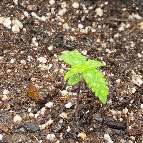 PURPLE growlog photo: Por volta de 7cm, sem mudanças significativas.