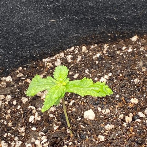 LSD growlog photo: Sem mudanças significativas, por volta de 7cm.