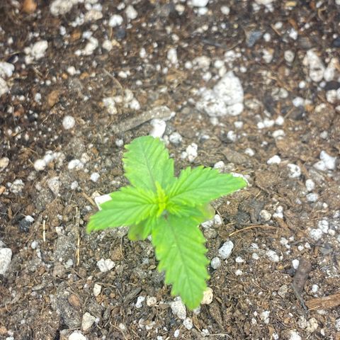 PURPLE growlog timeline photo