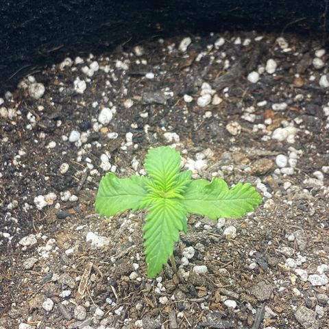 PURPLE growlog timeline photo