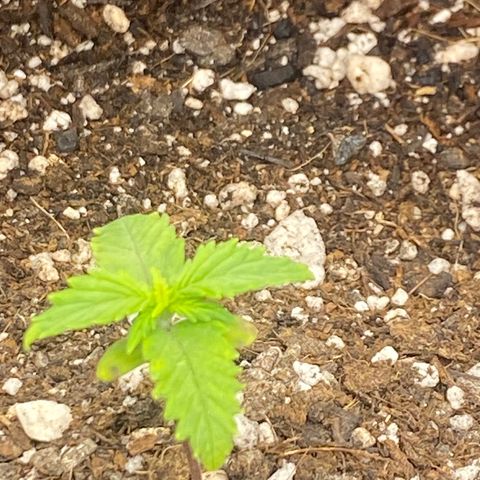 PURPLE growlog timeline photo