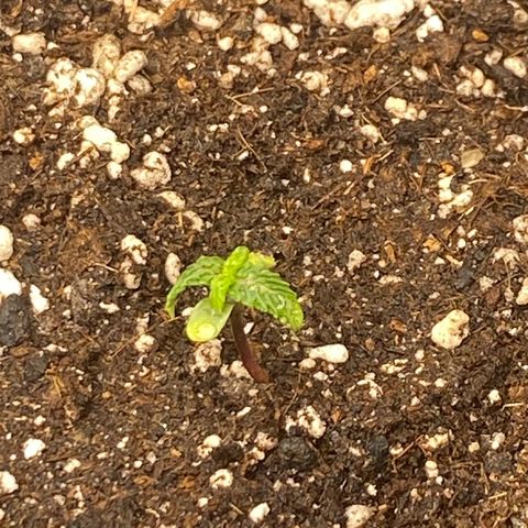 PURPLE growlog timeline photo