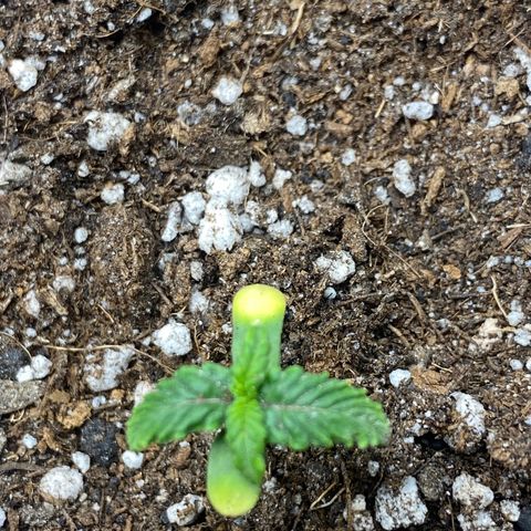 LENON growlog photo: Planta com falta de nitrogênio foi regada com 1litro de água