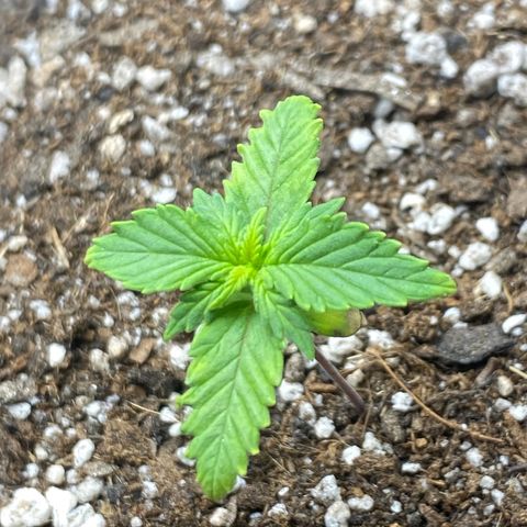 PURPLE growlog photo: Planta aparentemente mostrando o início de falta de agua, regada com 1litro de agua.